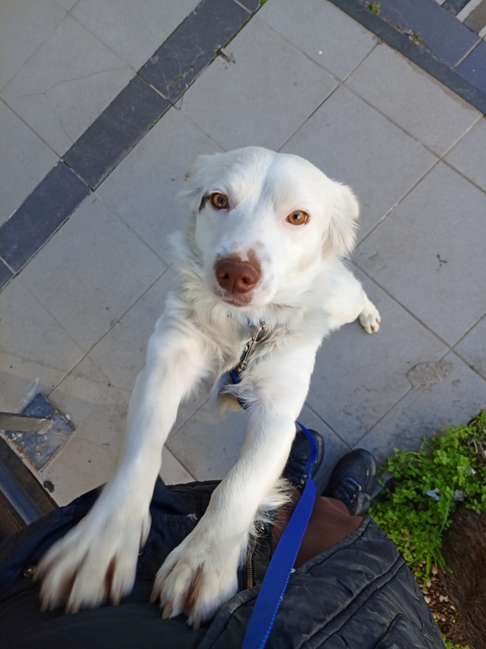 Köpek bakmak gerçekten zor mu yoksa insanlar mı köpek sahiplenirken fazla sorumsuz davranıyor 😂?