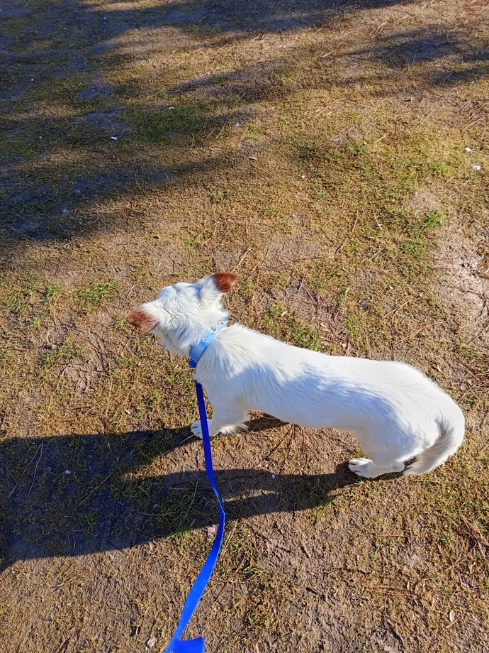 Köpek bakmak gerçekten zor mu yoksa insanlar mı köpek sahiplenirken fazla sorumsuz davranıyor 😂?