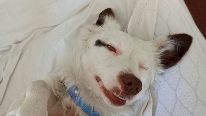 Köpek bakmak gerçekten zor mu yoksa insanlar mı köpek sahiplenirken fazla sorumsuz davranıyor 😂?