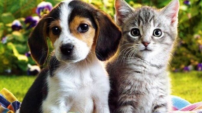 Kediler mi daha uysal köpekler mi, sizce hangisi daha sakin bir evcil hayvan?