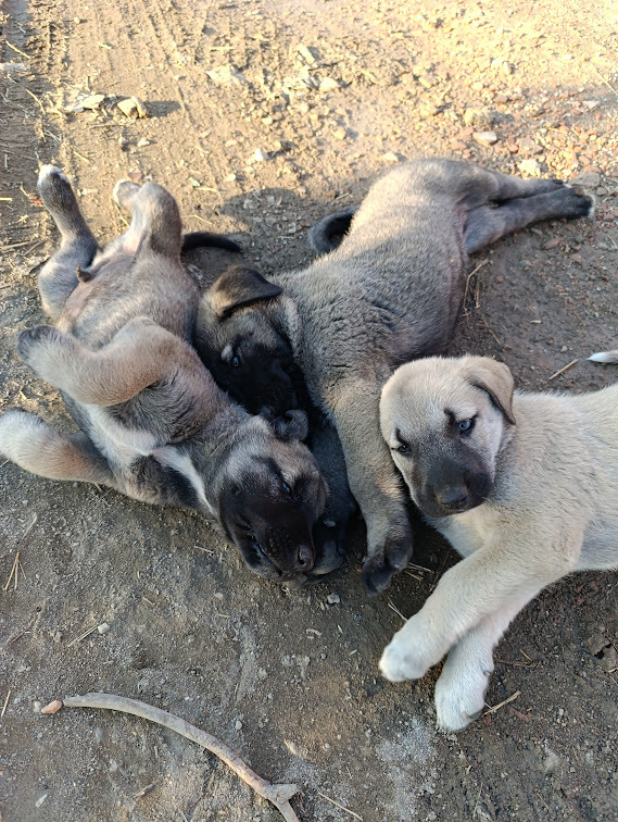 Köpeklerden korkan var mı benim gibi?