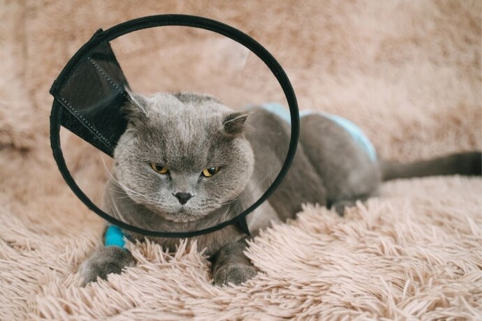 Kısır erkek kedi sperm üretebilir mi?