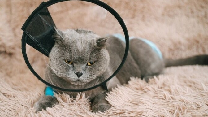 Kısır erkek kedi sperm üretebilir mi?