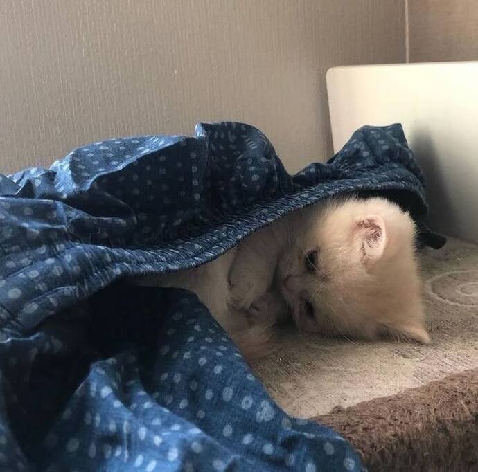 😾