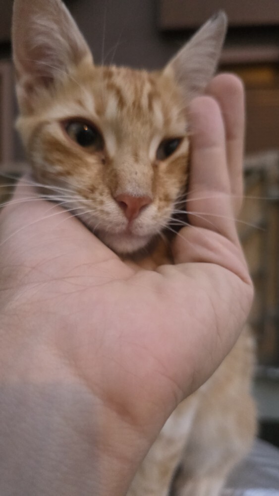 Kedi ve köpekleri severmisiniz?