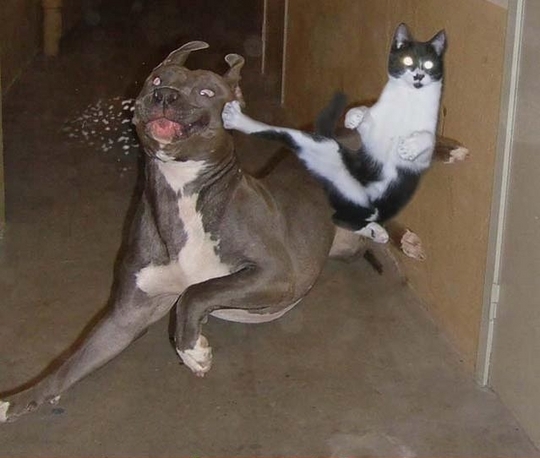 Kedilerle köpekler arasında dünya savaşı çıksa kimden taraf olursun?