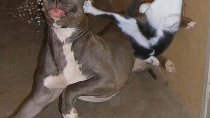 Kedilerle köpekler arasında dünya savaşı çıksa kimden taraf olursun?
