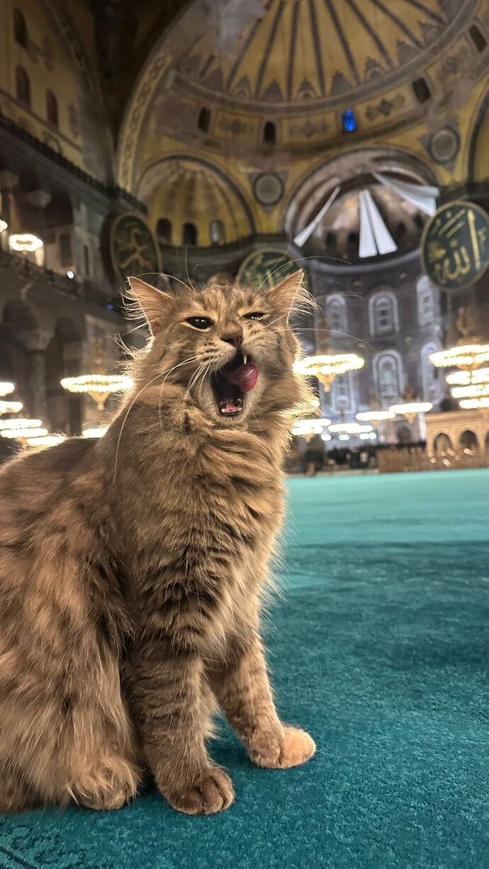 Kişiliğinizde hayvan sevgisi var mı?