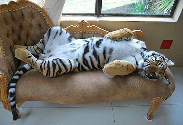 Evinizde beslediğiniz en ilginç hayvan neydi, akrep mi yılan mı yoksa daha da uçuk bir şey mi 🐾?