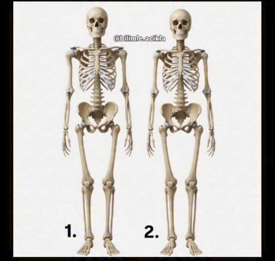 Bu iskeletlerden hangisi kadın hangisi erkek?