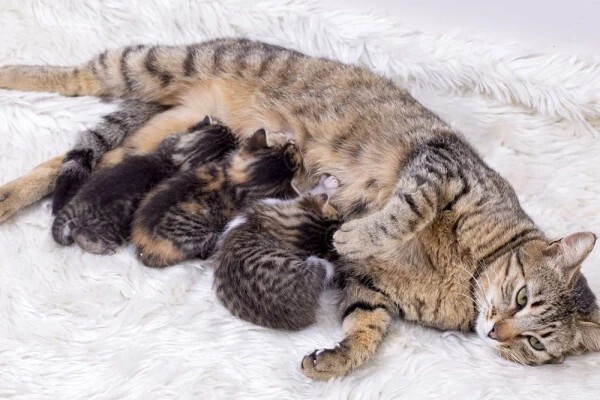 Doğumu başlamış ama doğuramayan bir kedi 3 gün öyle durabilir mi?