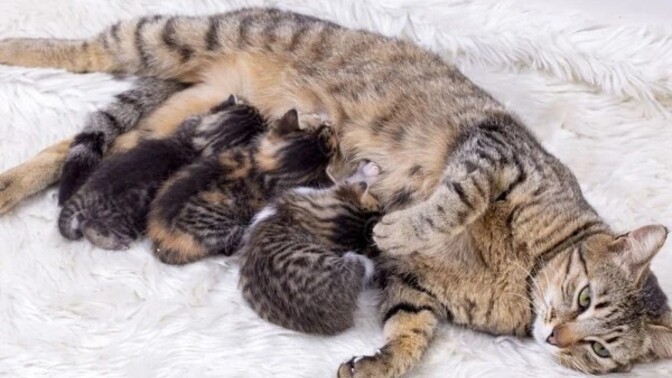 Doğumu başlamış ama doğuramayan bir kedi 3 gün öyle durabilir mi?