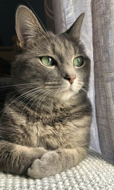 Yeni sahiplendiğim sevimli kedime çok tatlı isim önerileri verir misiniz 😻?