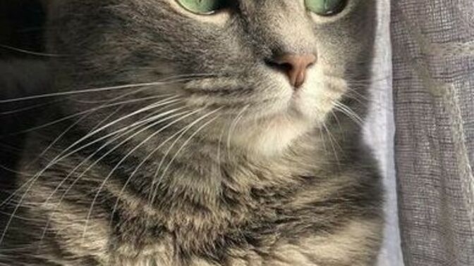 Yeni sahiplendiğim sevimli kedime çok tatlı isim önerileri verir misiniz 😻?