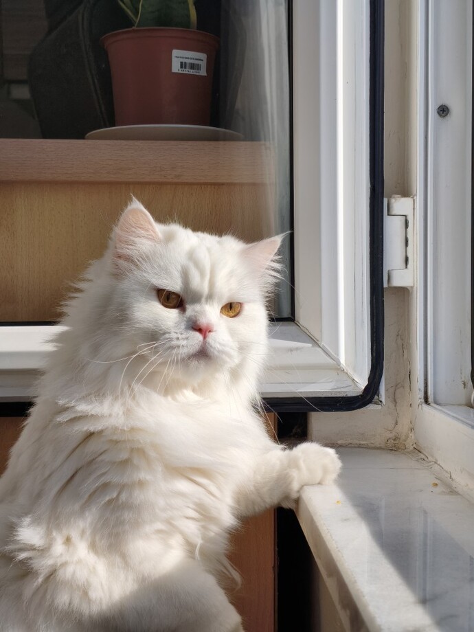 Kedi annesi olan var mı?