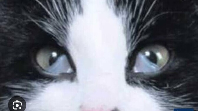 Kedimin gözleri ağrıyor ne yapmalıyım eski ilacı kullanmalı mıyım?