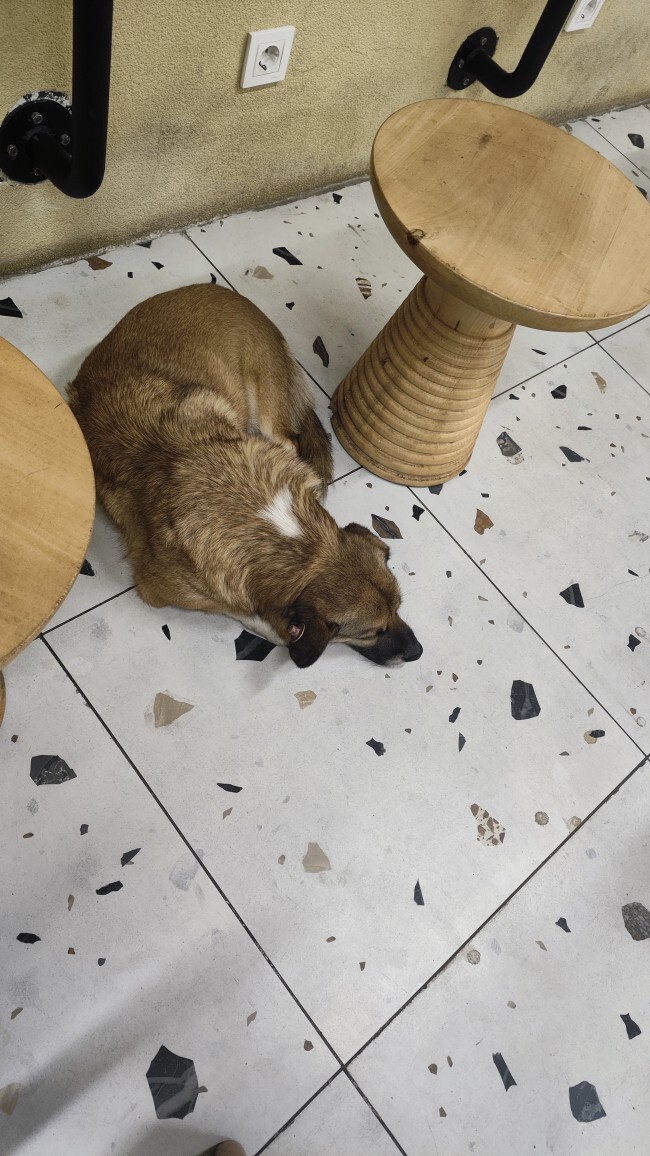 Köpek severmisiniz?