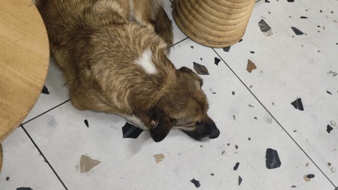Köpek severmisiniz?
