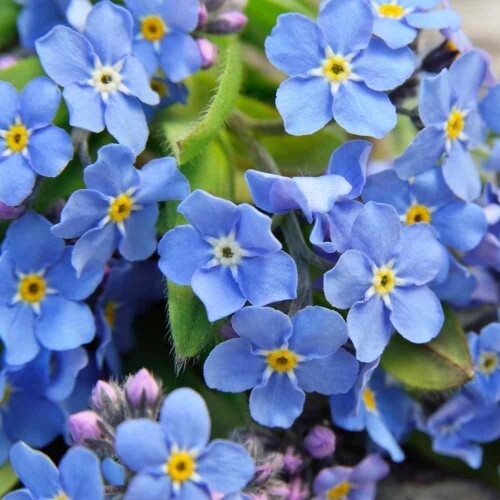Bana hangi çiçeği hediye etmek isterdiniz, neden o çiçek olurdu 🌸?