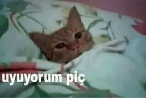 Şu anda ne yapıyorsunuz, uyuyor musunuz yoksa hâlâ uyanık mısınız 😊?