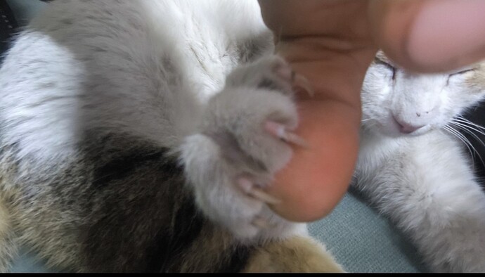 Bir kedi olsaydın seni sahiplenen olur muydu?