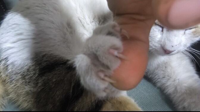 Bir kedi olsaydın seni sahiplenen olur muydu?