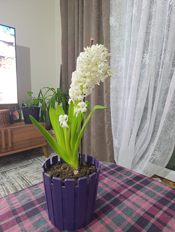 Yeni çiçeğim nasil beyaz sümbül?
