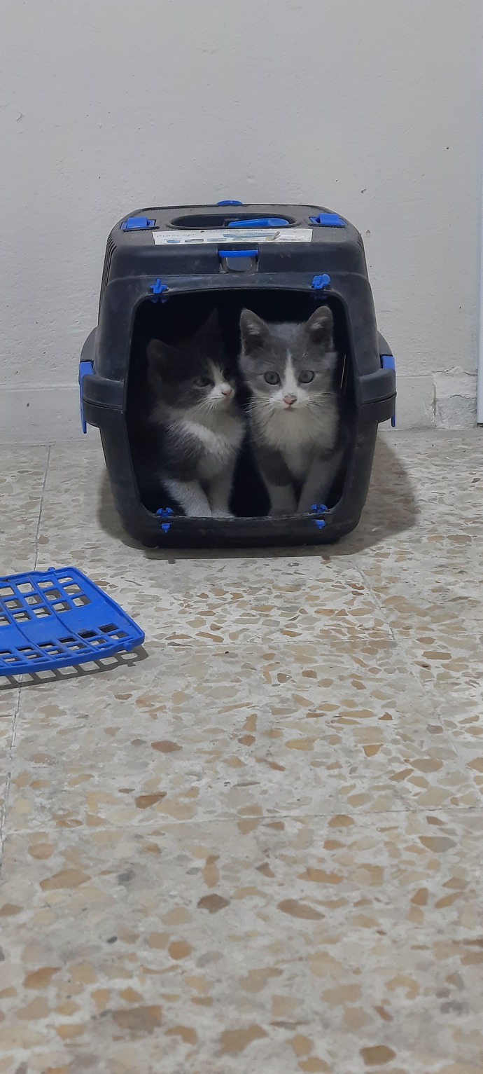 Ne olsun bunların adı?