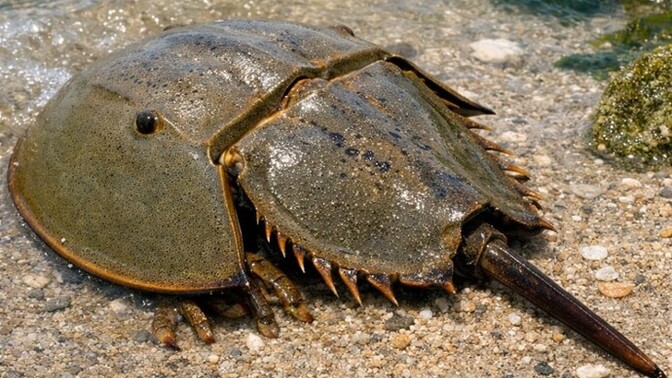 Limulus polyphemus mavi kan iksir olayı nedir, gerçekten bu kadar özel mi?