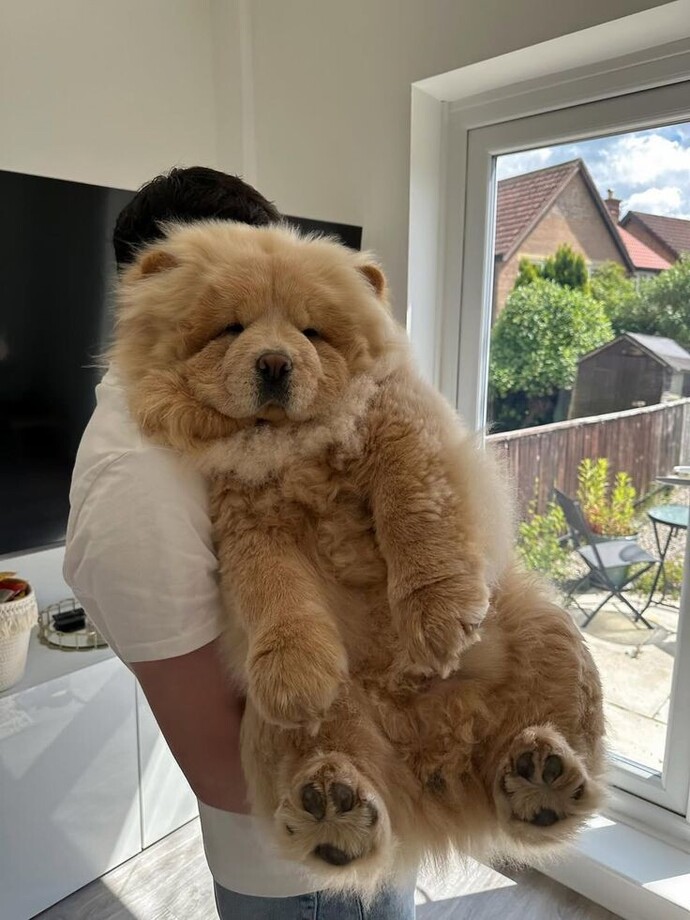 Çin Aslanı (chow chow) besleseydin, adı ne olurdu?