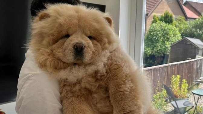 Çin Aslanı (chow chow) besleseydin, adı ne olurdu?