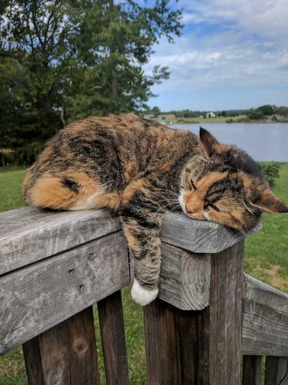 Bir kedi daha almak istiyorum ama bilemedim ne dersiniz?