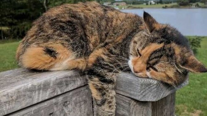 Bir kedi daha almak istiyorum ama bilemedim ne dersiniz?