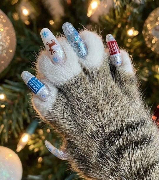 Kedi patisine oje sürülür mü siz kedinize oje sürer miydiniz?