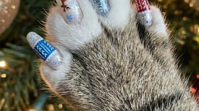 Kedi patisine oje sürülür mü siz kedinize oje sürer miydiniz?