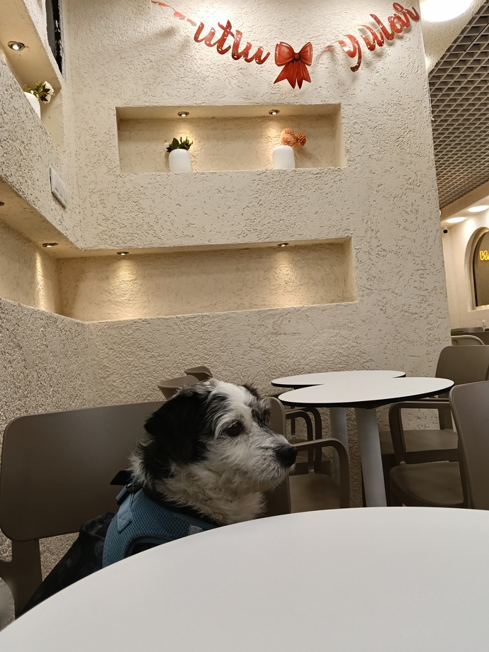 Hayvan sevmeyen insan gerçekten sevgisiz midir, yoksa abartıyor muyuz 🐶?