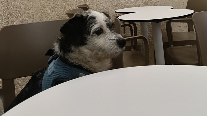 Hayvan sevmeyen insan gerçekten sevgisiz midir, yoksa abartıyor muyuz 🐶?