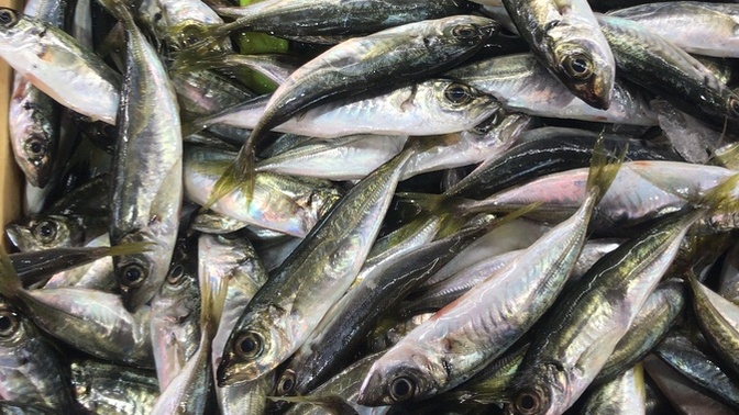 Balık sever misin, ne kadar sık balık yemeği tercih edersin 🐟?