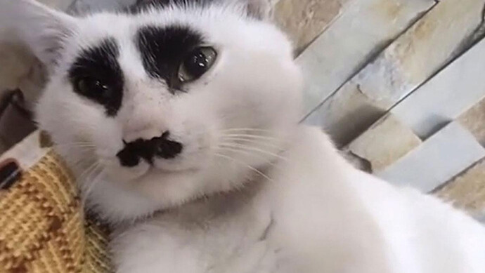 Kedin sence tatlı mı yoksa biraz çirkin mi görünüyor?