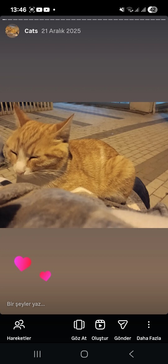 Kedilerim Nasıl?