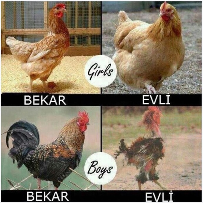 bekar erkek ve kadın