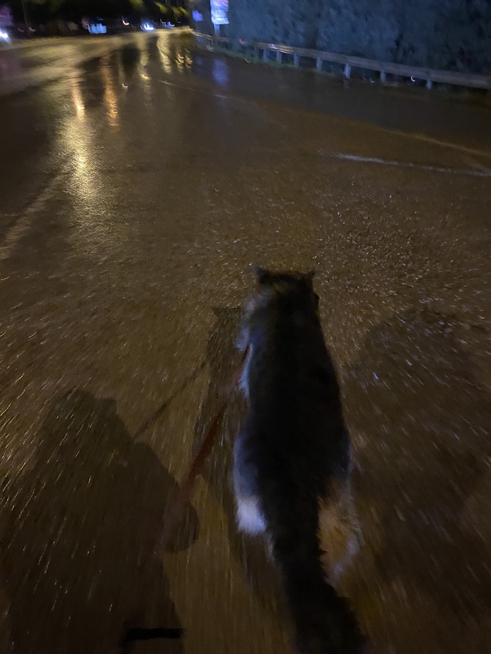 Toplu taşımada köpekle yolculuk yasak mı olmalı yoksa düzenlenmeli mi 😐?