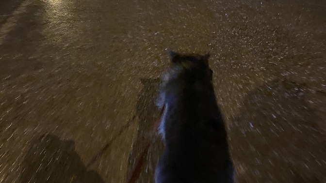 Toplu taşımada köpekle yolculuk yasak mı olmalı yoksa düzenlenmeli mi 😐?