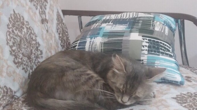 Kilo alamayan, idrarını koltuğa yapan, vücudunda şişlik çıkan yaralar olan bir kedi ne kanseridir?