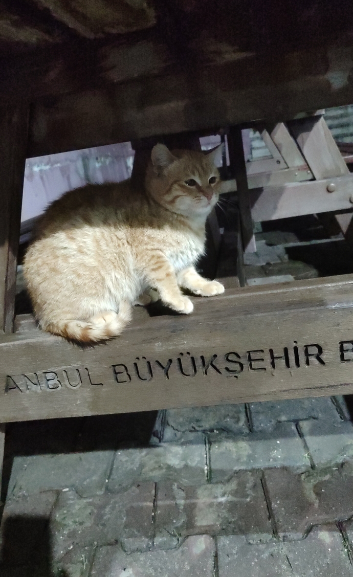 Geceleri kendinizi dışarı atıp tek başına dolaşmaya çıktığınız oluyor mu?