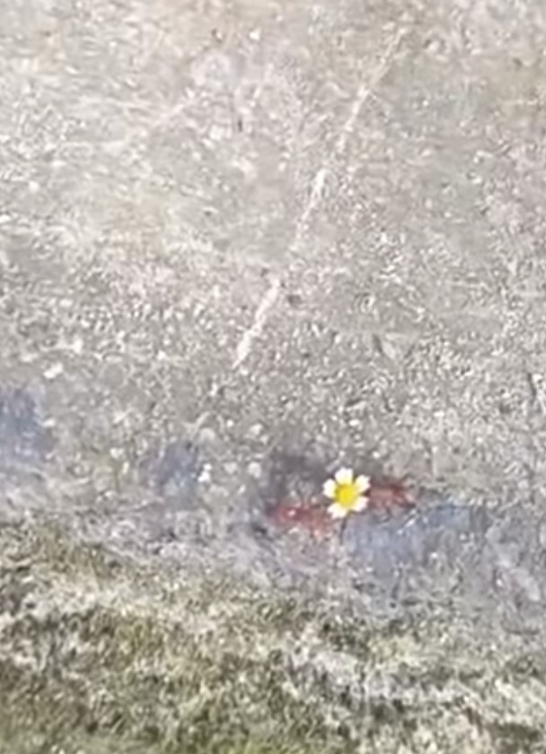 Bir karıncaya bile çiçek alınırken bana çiçek alınmaması üzücü değil mi 🥺?