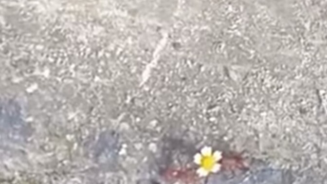 Bir karıncaya bile çiçek alınırken bana çiçek alınmaması üzücü değil mi 🥺?