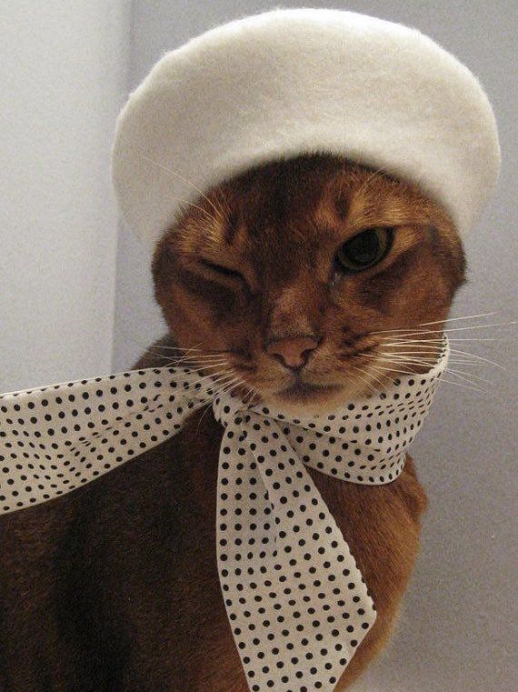 Kediler gerçekten dünyanın en tatlı hayvanı mı, sizce onlardan daha tatlı ne var 🐱?