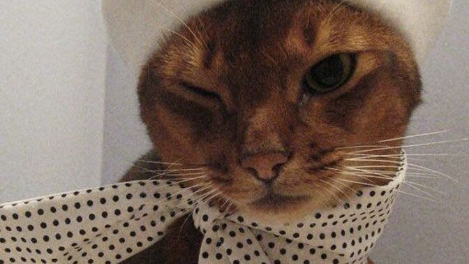 Kediler gerçekten dünyanın en tatlı hayvanı mı, sizce onlardan daha tatlı ne var 🐱?