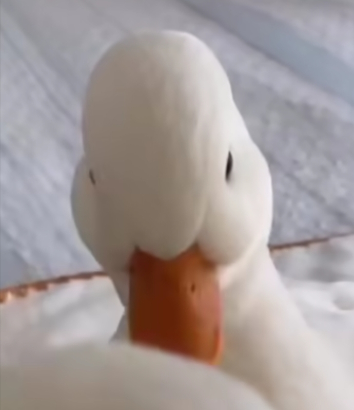 Çabuk şuna bakın çok şeker değil mi ya?